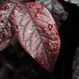 Hoja de ciruelo japonés