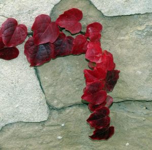 Parthenocissus tricuspidata